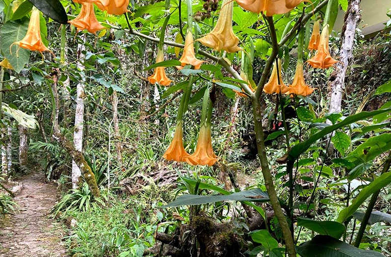 Orquídeas no Jardim Botânico de Machu Picchu
