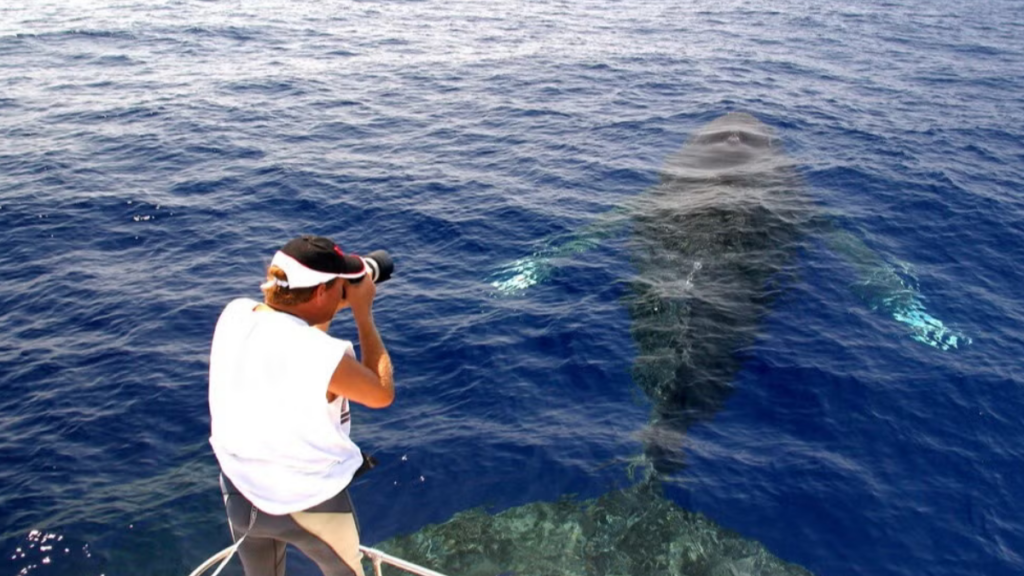 Onde ver baleias-jubarte no Havaí