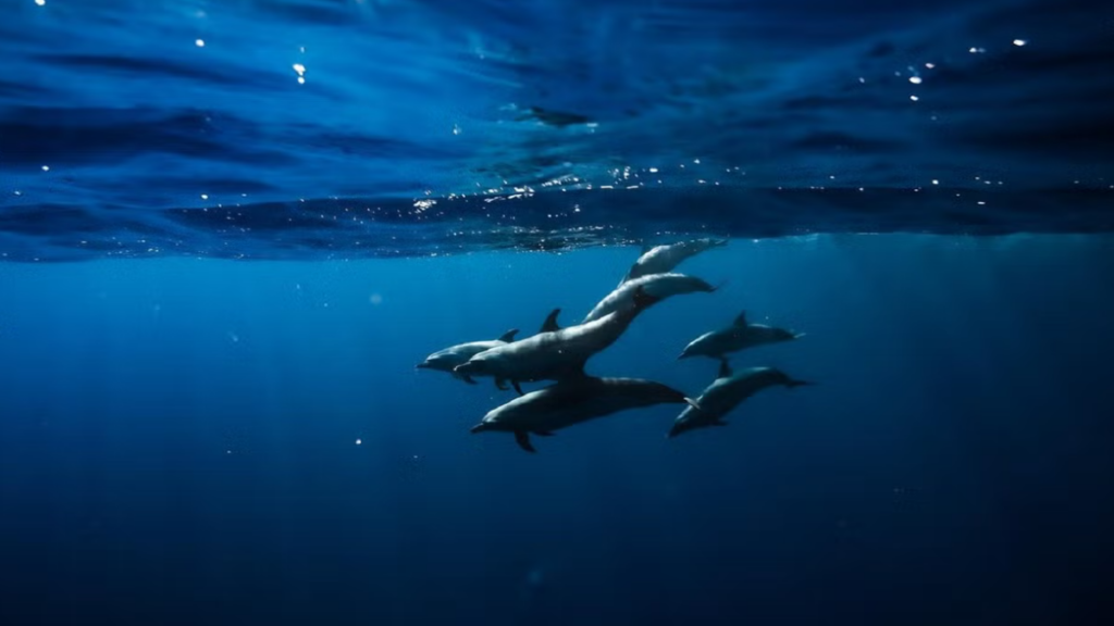 Onde nadar com golfinhos no Havaí?