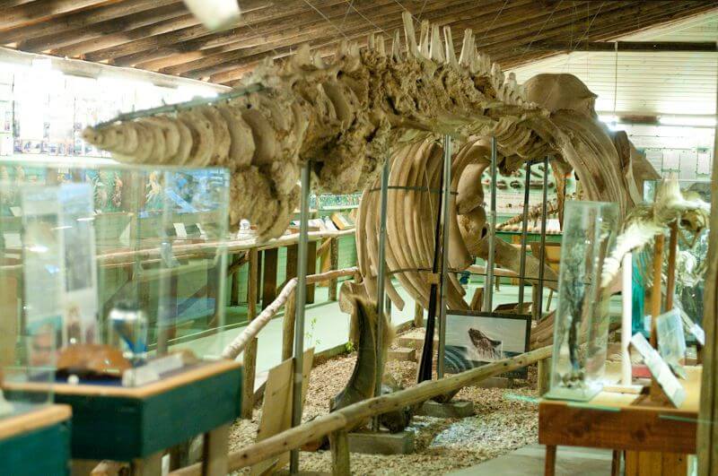 Esqueleto no Museu do Mar em Maldonado Uruguai
