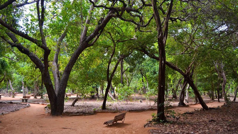 Parque Estadual das Dunas - Bosque dos Namorados em Natal