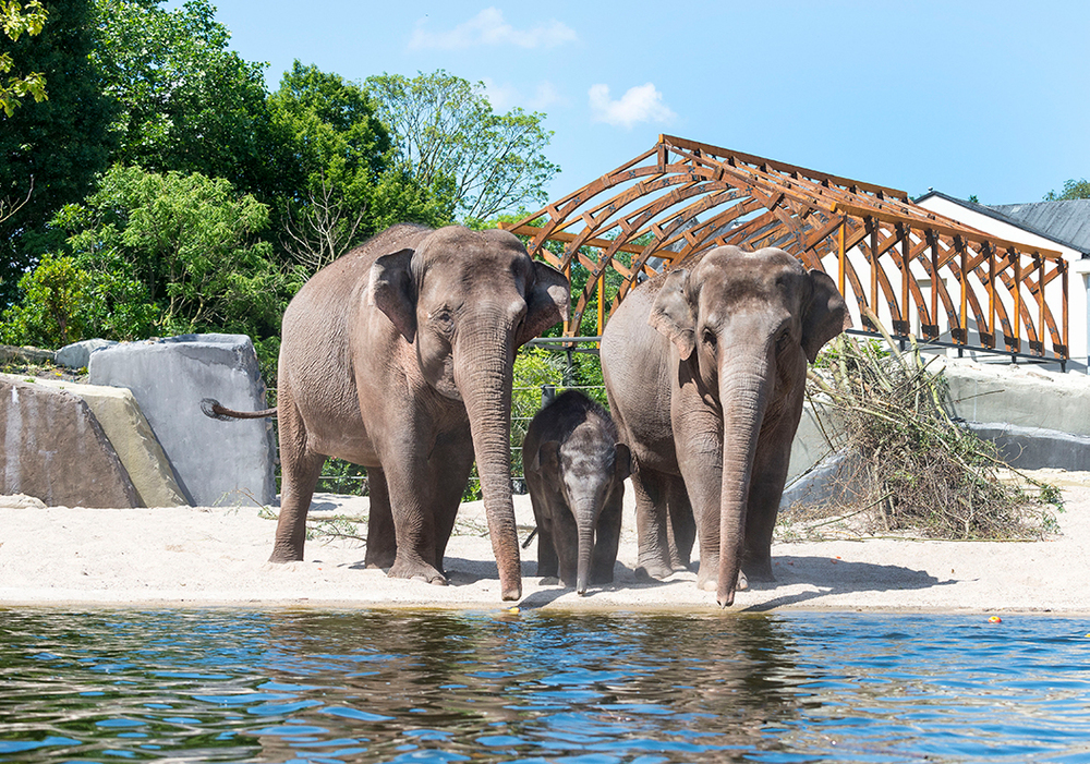 Zoológico em Amsterdã