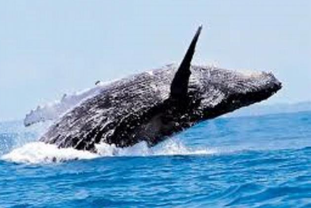 Festival de la Ballena - República Dominicana