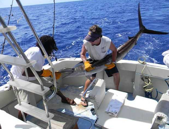 Festival de Marlin em Bahamas