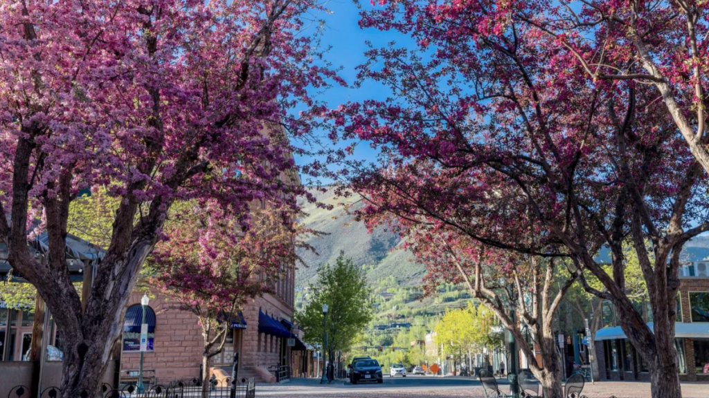 Aspen na primavera