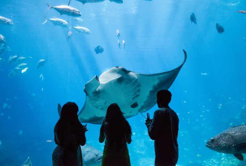 Georgia Aquarium