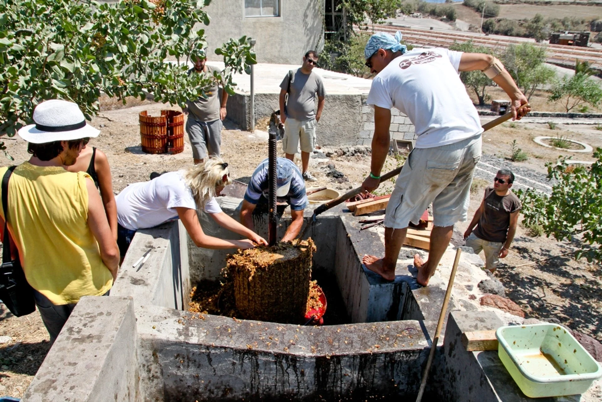 Festival de Colheita de Uvas
