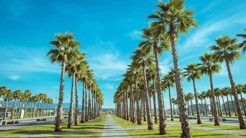 Paisagem de palmeiras em Miami