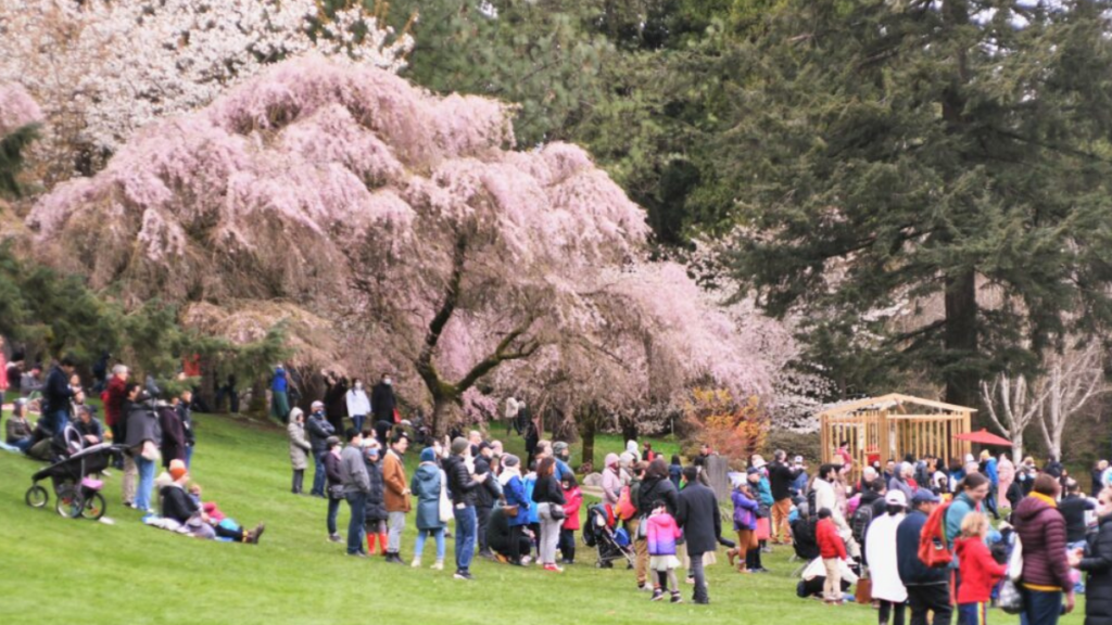 Vancouver Cherry Blossom Festival