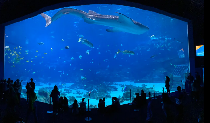 Georgia Aquarium