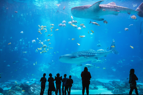 Georgia Aquarium