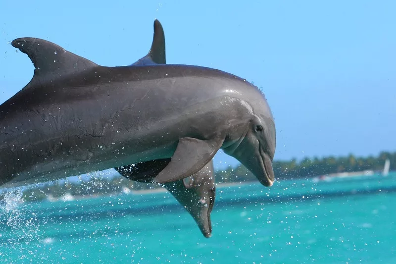 Nado com golfinhos em Punta Cana