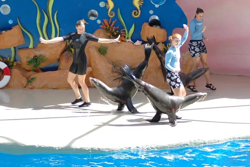 Golden Dome Sea Lion no Miami Seaquarium