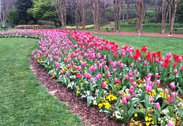 Festival de Tulipas de Atlanta