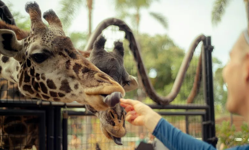 Passeio pelo San Diego Zoo