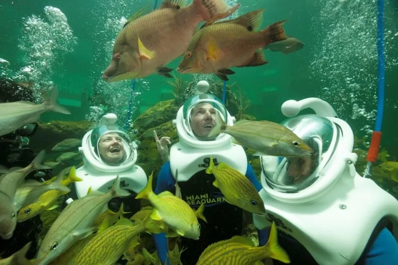 Mergulhadores no SeaTREK Reef Encounter no Miami Seaquarium