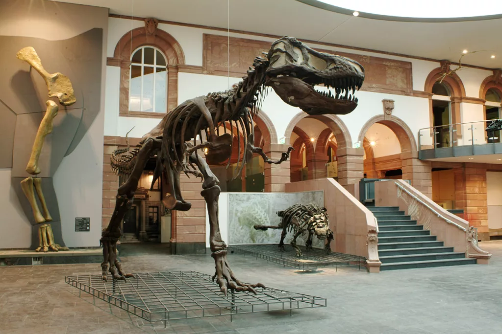 Museu de História Natural de Senckenberg em Frankfurt