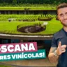 4 melhores vinícolas da Toscana