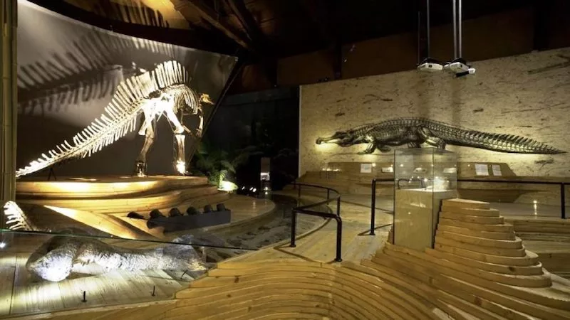 Esqueletos de dinossauros no Museu de História Natural em Veneza