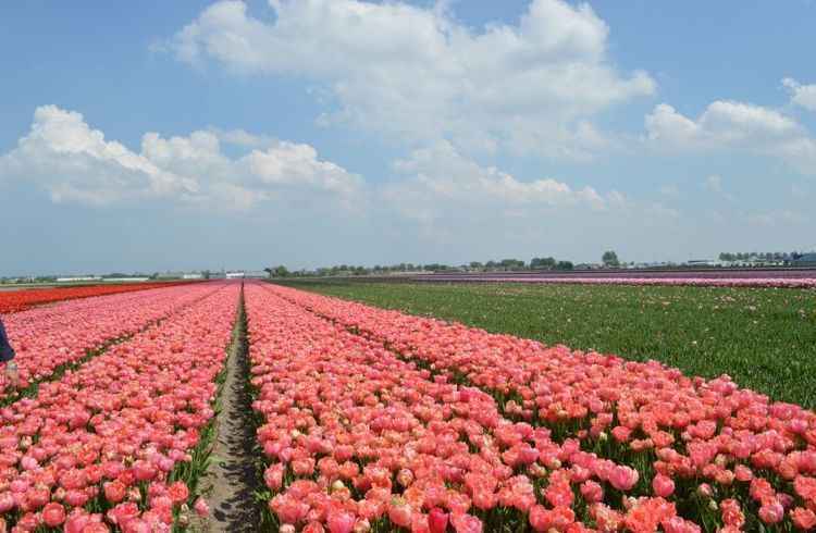 Campo de flores em Holambra