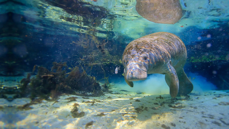 Peixe-boi no Manatee Sanctuary Park próximo a Cocoa Beach