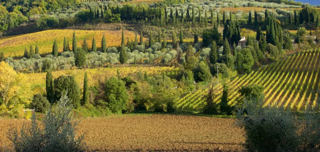 Vinhedos de Montalcino