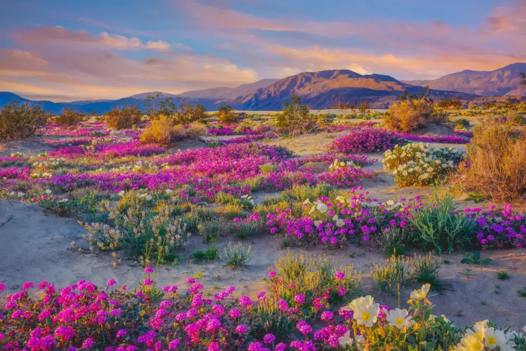 Flores no deserto da Califórnia