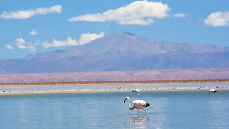 Laguna Chaxa em San Pedro de Atacama