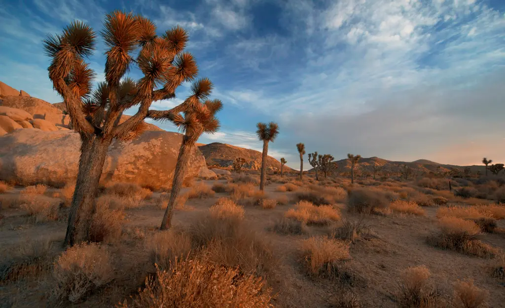 Joshua Tree na Califórnia