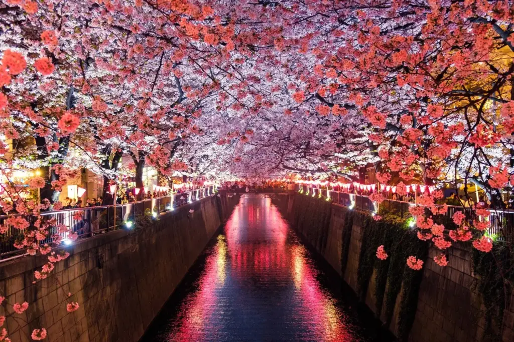 Floração de cerejeiras no Japão