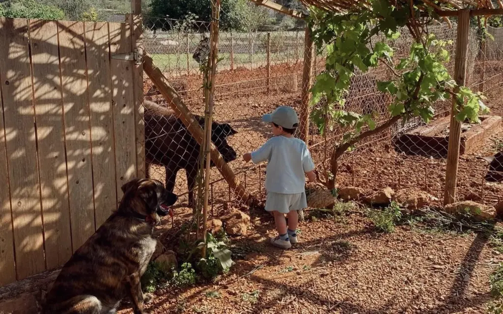 Criança interagindo com animais na fazenda Can Muson em Ibiza