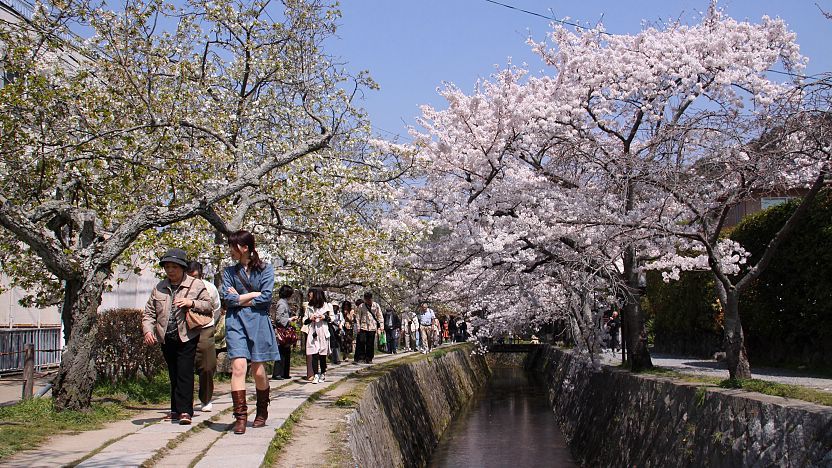 Primavera em Kyoto