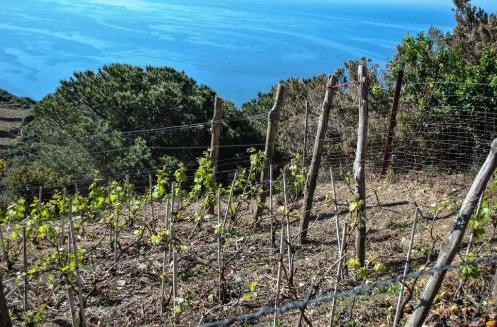 Vinhedos de Manarola