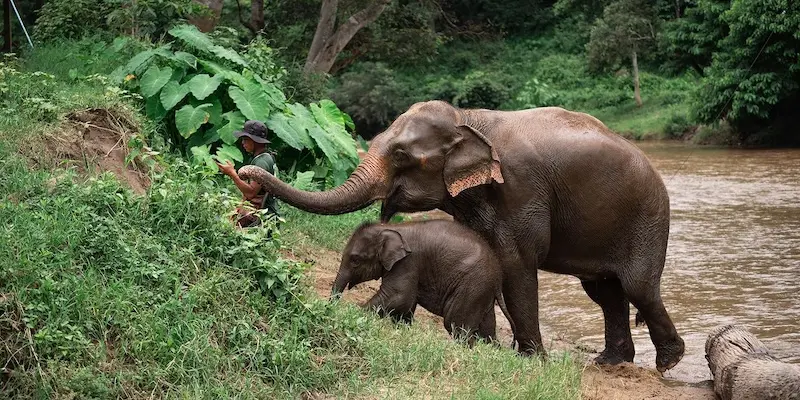 Elefantes em Chiang Mai