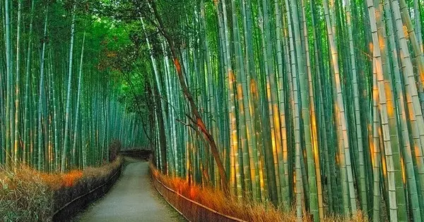 Floresta de Bambus de Arashiyama