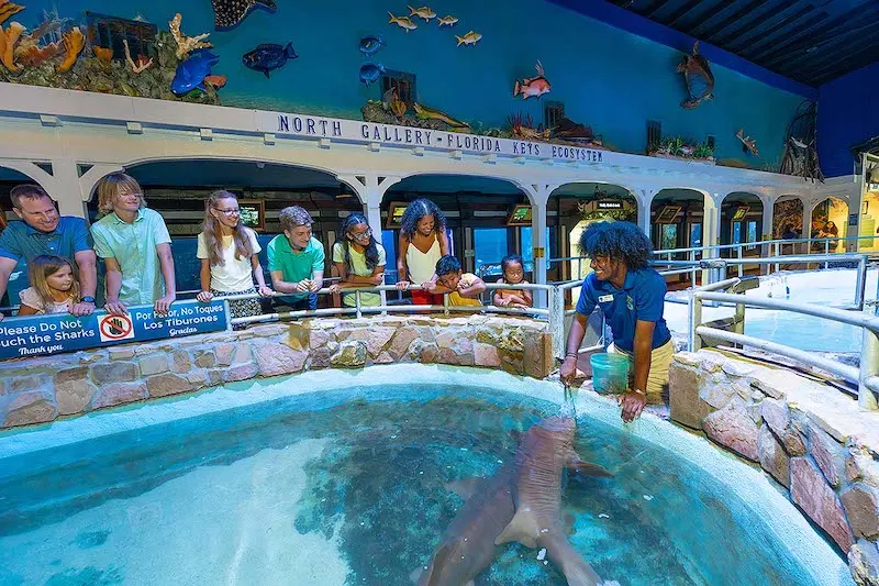 Alimentando animais no Key West Aquarium