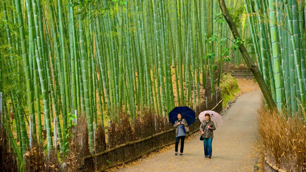 Visita guiada por Arashiyama