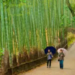 Visita guiada por Arashiyama
