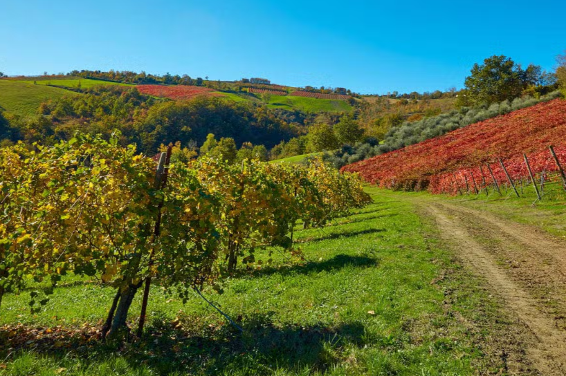 Tour pela vinícola produtora de Lambrusco