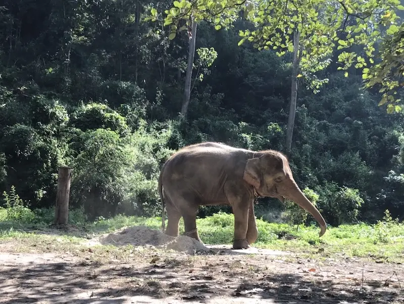 Lampang Elephant Conservation Center