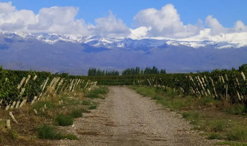 Vinhedos na bodega La Azul 