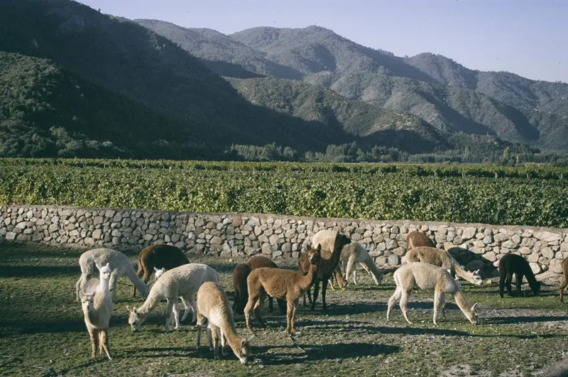 Animais na Vinícola Emiliana