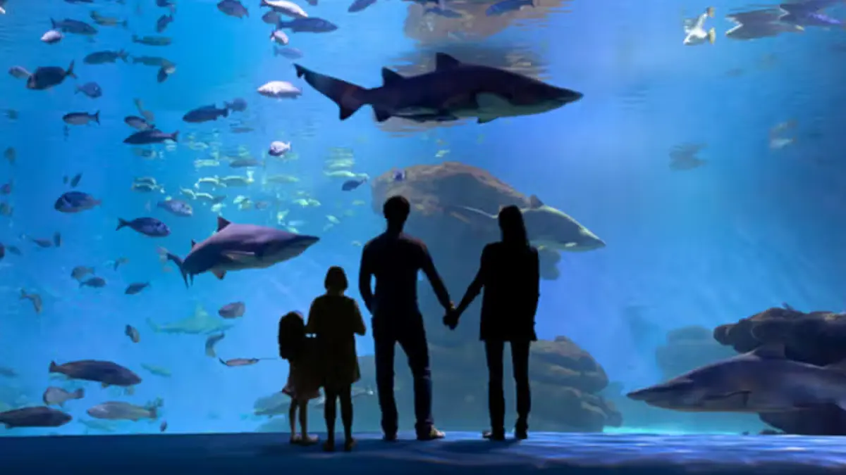 Família no Palma Aquarium