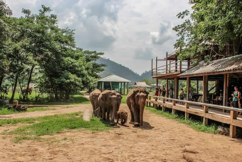 Visita ao Elephant Nature Park