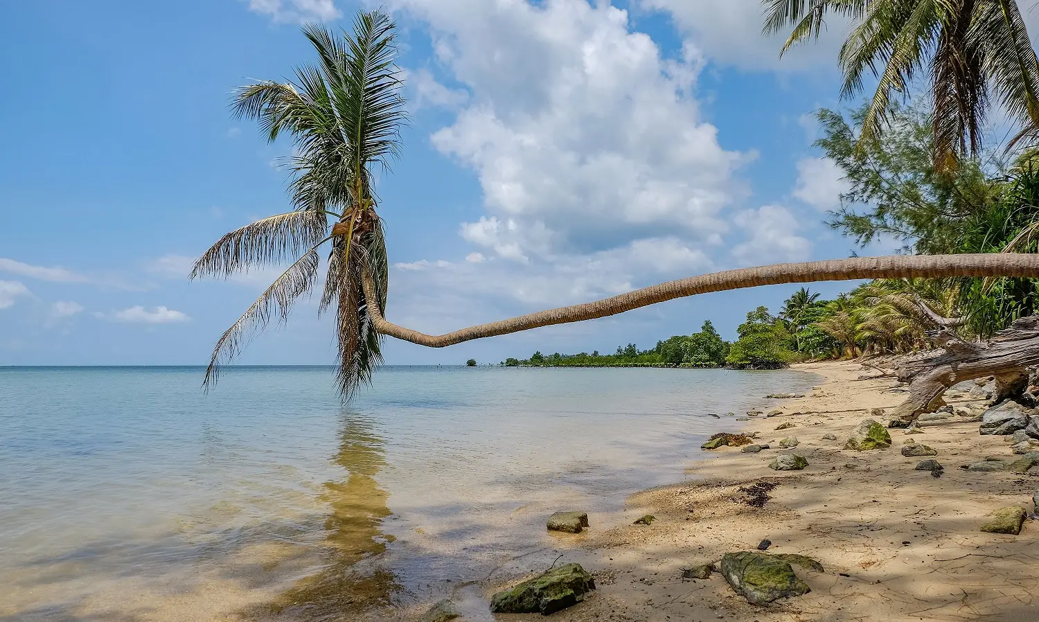 A palm tree on the beach leaning on the sea under the sunlight and a blue sky