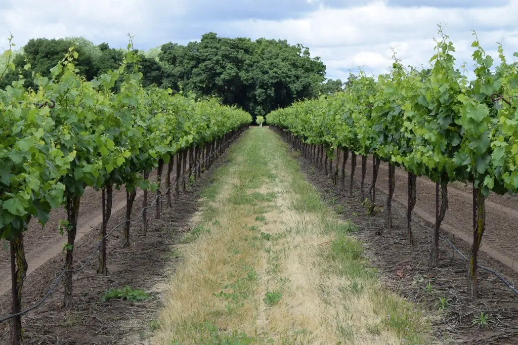 A rota dos vinhos em Mendoza A rota dos vinhos em Mendoza