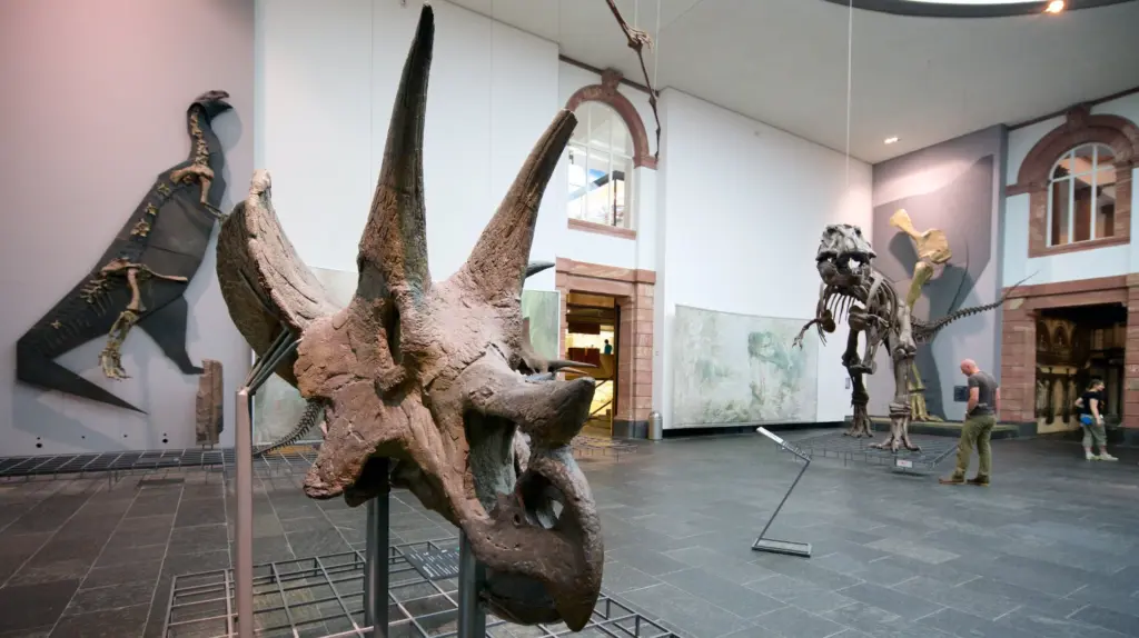 Museu de História Natural Senckenberg