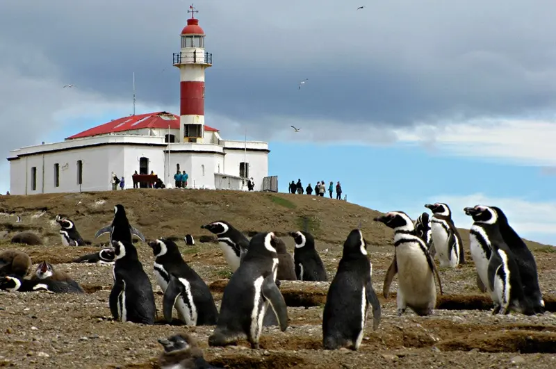 Isla Magdalena em Punta Arenas