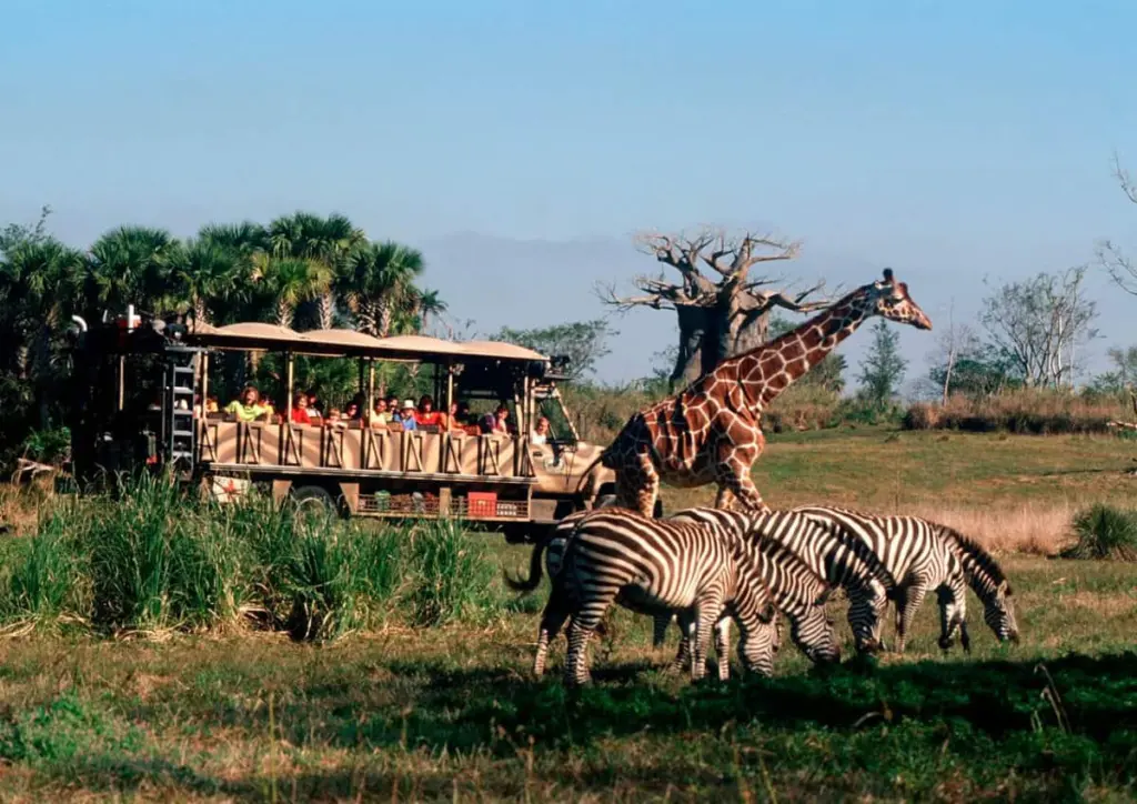 Visitantes e animais no Kilimanjaro Safaris no Animal Kingdom da Disney Orlando Visitantes e animais no Kilimanjaro Safaris no Animal Kingdom da Disney Orlando