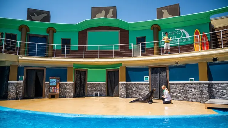 Flippers, Facts and Fun: The Sea Lion Experience